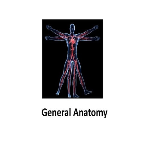 Anatomical positions and examples | PDF