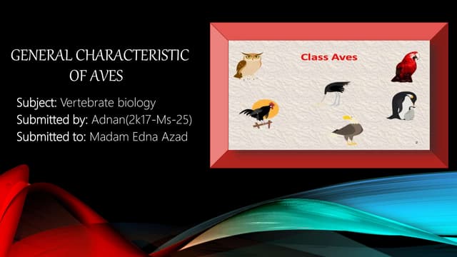 General Characteristic of Birds PPTX Birdwatching Hobbies Interests General Characteristic of Birds PPTX Birdwatching Hobbies Interests