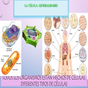Generalidades de la célula