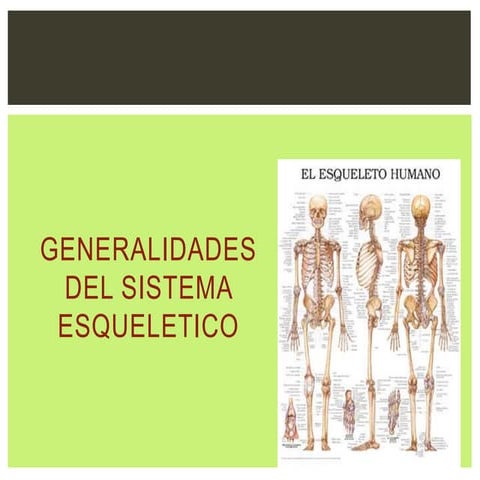 Generalidades del sistema esqueletico