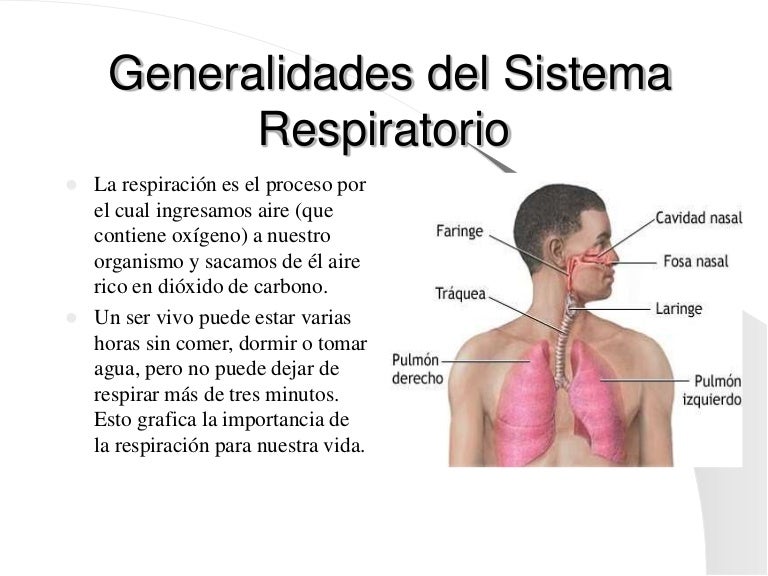 Sistema Respiratorio Humano Informacion Y Caracteristicas Images