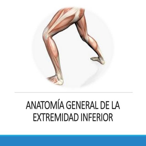Generalidades de la extremidad inferior | PDF