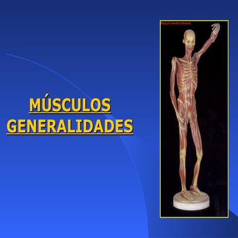 Generalidades sobre músculos