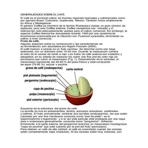 Generalidades sobre el cafe