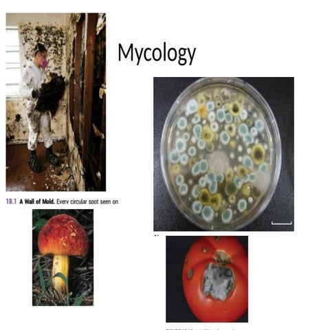 general mycology(1)fungi............,.pptx