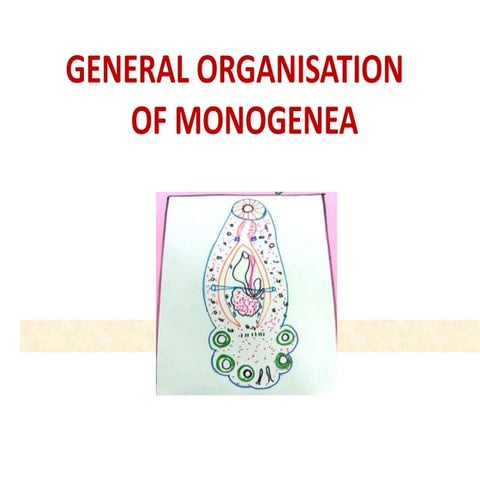 General organisatoon of monogenea
