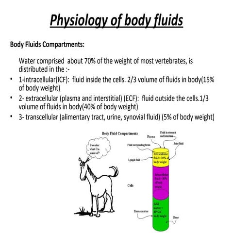 General physiology - regulation of ECF