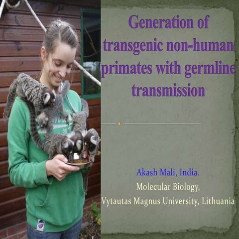Generation of transgenic non human primates with germline transmission
