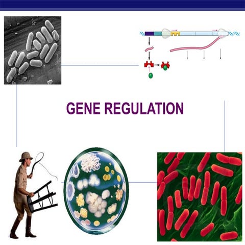 Comprehensive Overview of Gene Regulation in Prokaryotes and Eukaryotes ...