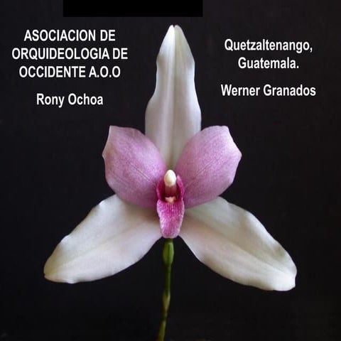 Orquideas Genero lycaste