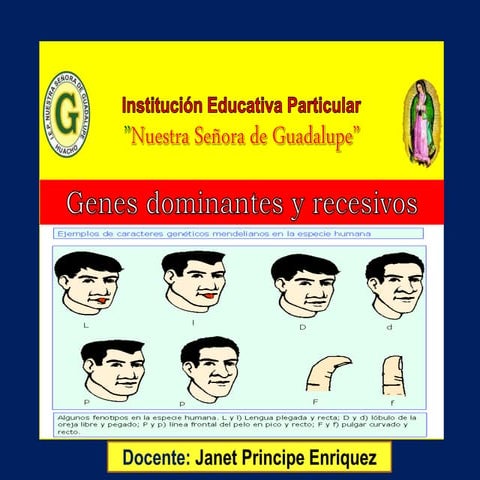 Genes dominantes y reccesivos