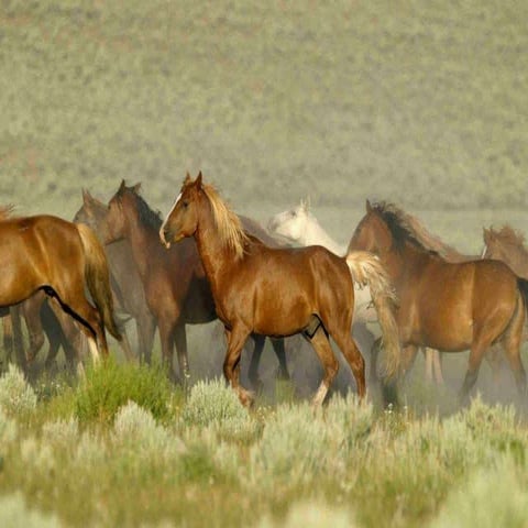 Genesis  ch 1, #1a, 2012, intro, why study gen., gen. & rev., torah, toledot,...