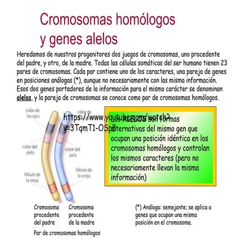 Geneticaalelos 091206073506-phpapp02