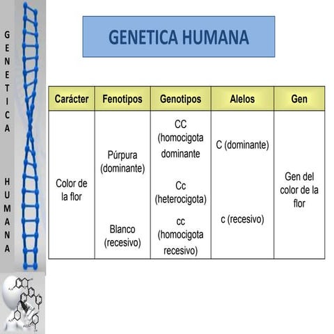Diagrama De Genetica Humana 🔬💜 Reseñas Como Esta Nos Motivan A