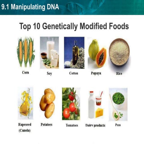 Genetically modified cattle treating Ebola.ppt