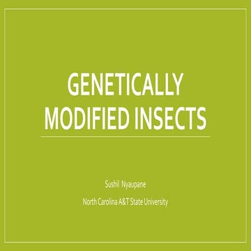 Genetically modified insects