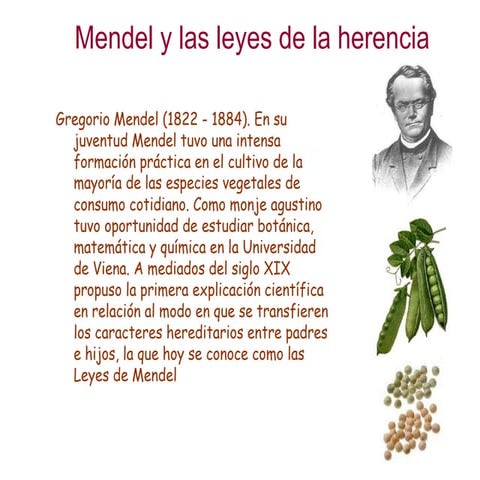 Genetica: Mendel y sus leyes