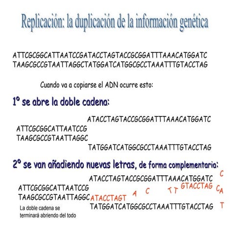 Genetica molecular: Replicación
