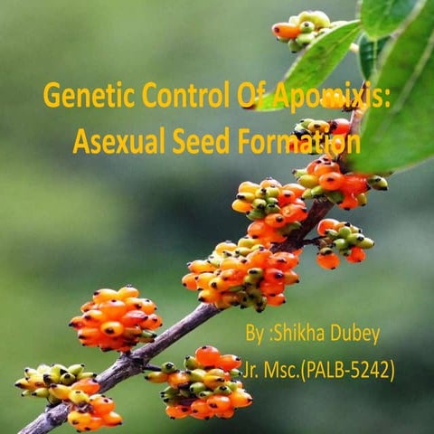 Genetic control of apomixis
