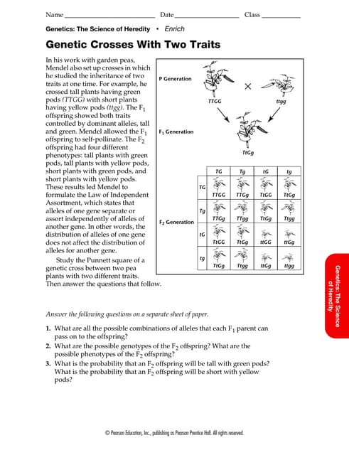 Homework help genetics two trait crosses