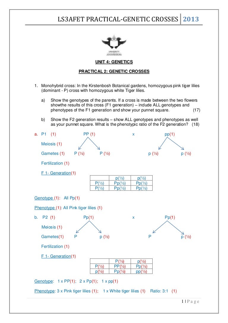 Worksheets Genetic Crosses Worksheet genetic crosses worksheet