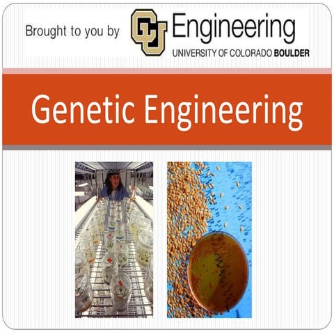 Genetic engineering slides