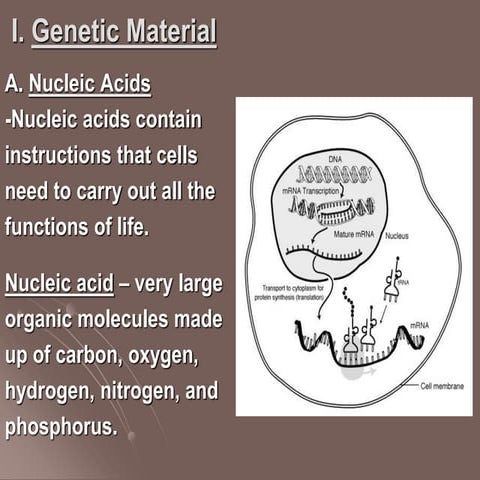 Structure and Functions of DNA. | PDF