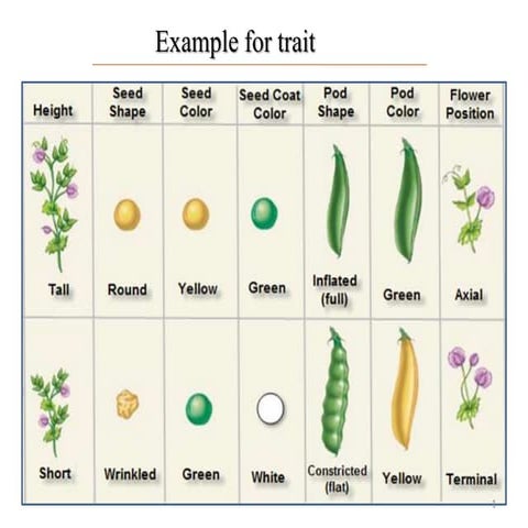 Extension to Mendel's Law - 2015/02/20
