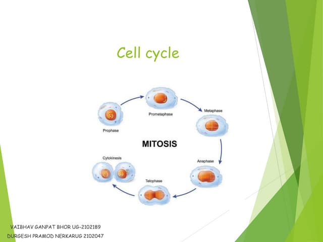GENETICS PPT CELL CYCLE (1).pptx Biology Diagrams