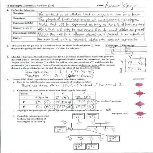 IB Genetics Review Key (3.4)