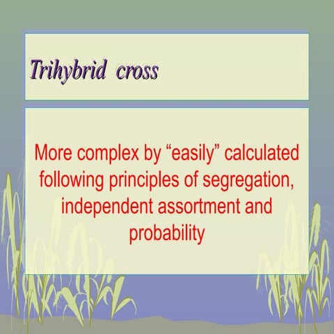 Genetic trihybrid cross
