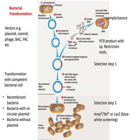 Gene transfer in plant-2.pptx