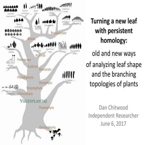 Turning a new leaf with persistent homology: old and new ways of analyzing leaf shape and the branching topologies of plants