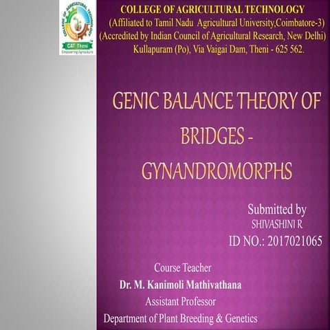 Genic balance theory of bridges   gynandromorphs