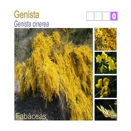Genista