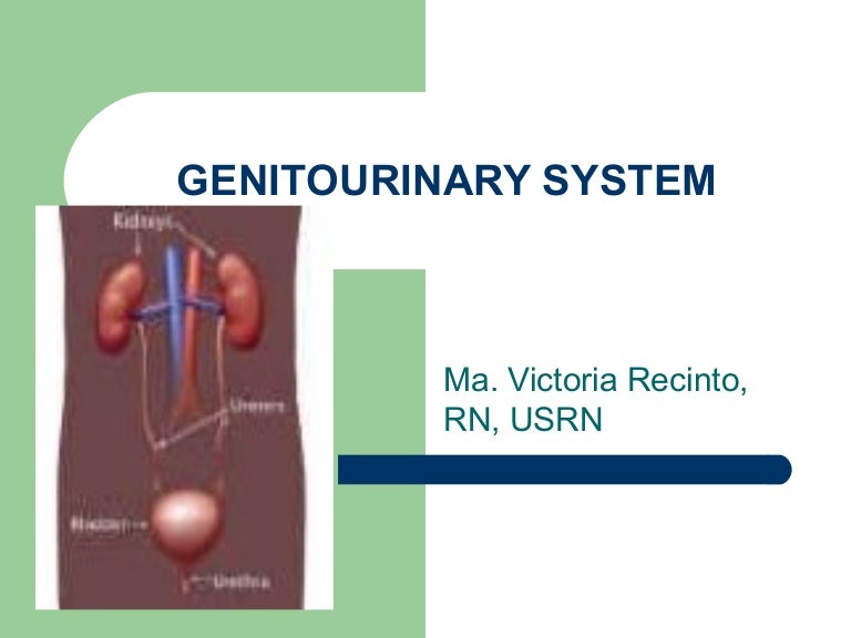 Genitourinary System