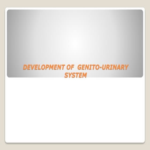 Genitourinary system (2)