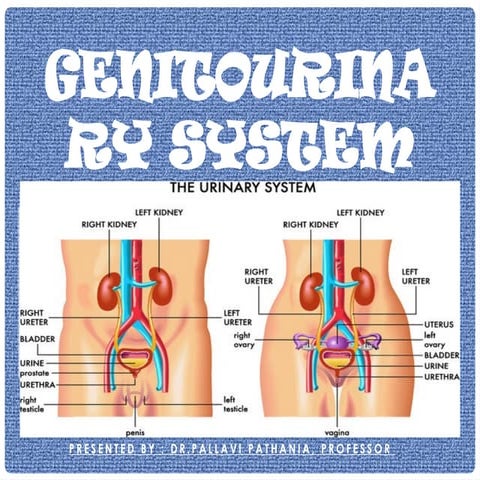 Genitourinary system Anatomy and Physiology.