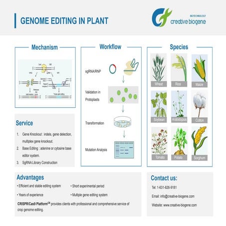 Genome editing | PDF