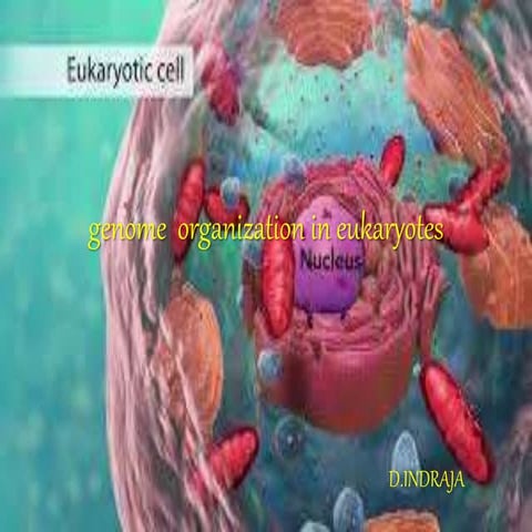 Genome organization in eukaryotes (molecular biology)