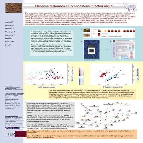 Genome responses of trypanosome infected cattle