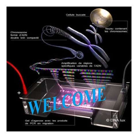 Genome walking – a new strategy for identification of nucleotide sequence in ...