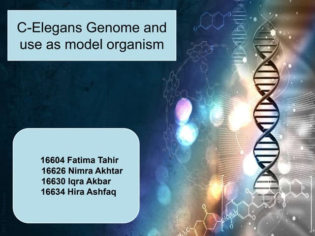 c elegans genome, life cycle and model organism | PPT