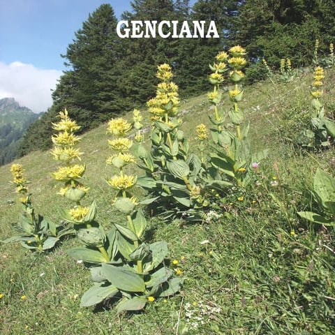 Genciana