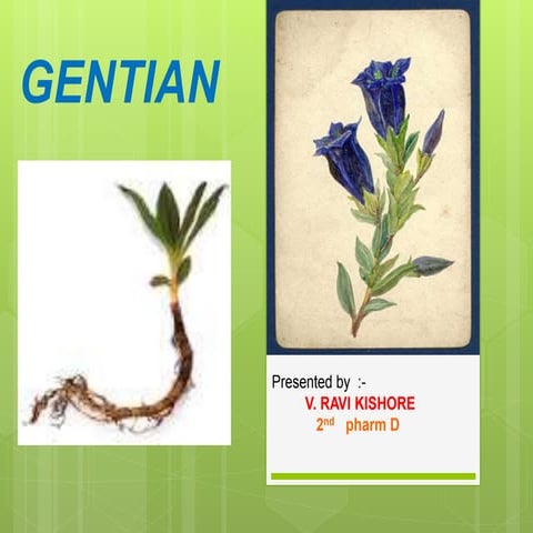 Gentian