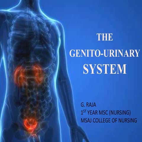 Gentiourinary system ANATOMY AND PHYSIOLOGY & ASSESSMENT