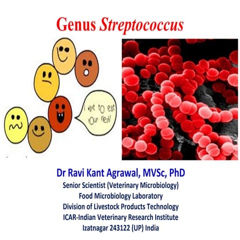 Genus Streptococcus
