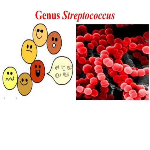 genusstreptococcus-.pdf