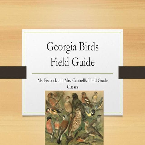 Georgia birds field guide by Ms. Peacock's and Mrs. Cantrell's third grade cl...