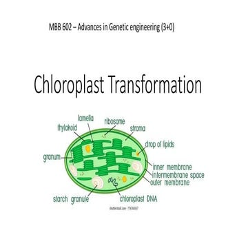 Genetic Engineering presentation